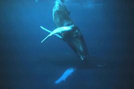 В США изучают самую старую известную запись пения китов