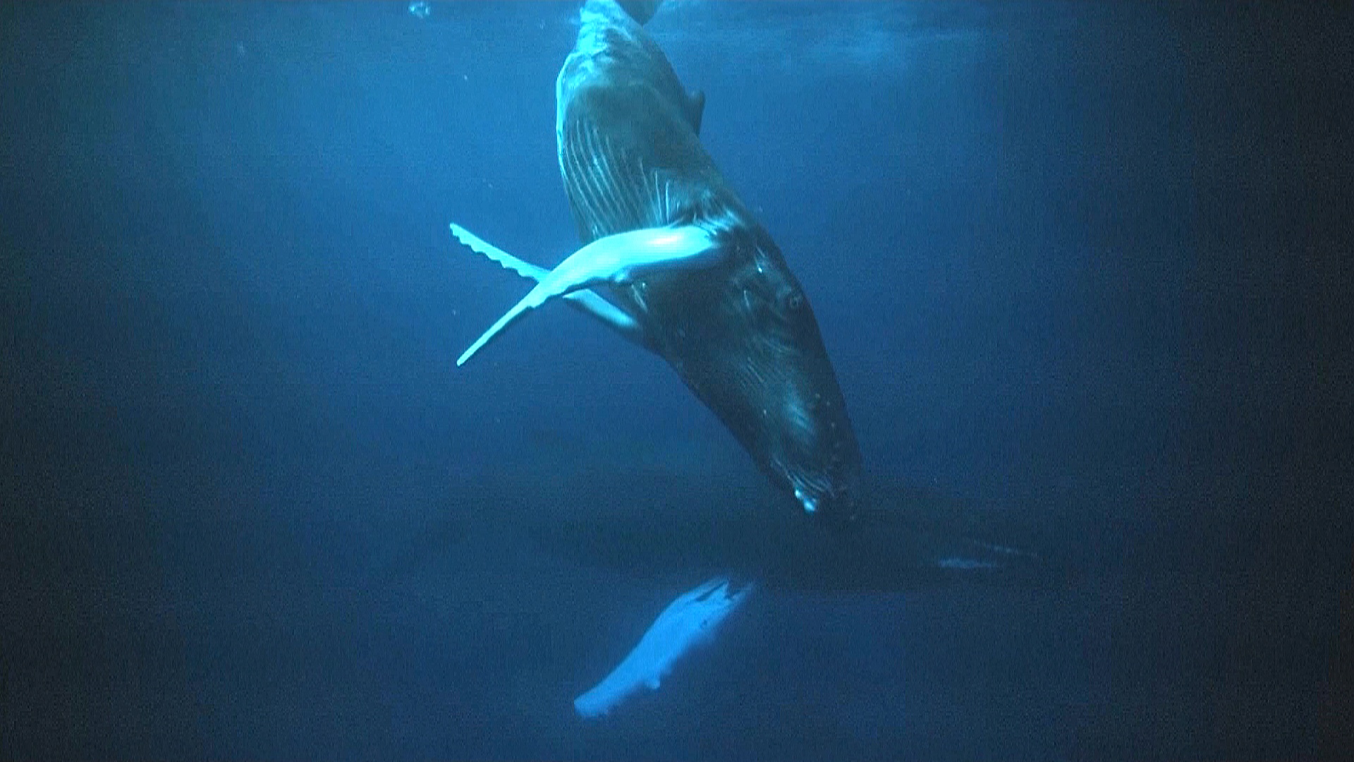 В США изучают самую старую известную запись пения китов