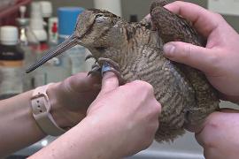 Как работает варшавский центр помощи диким птицам