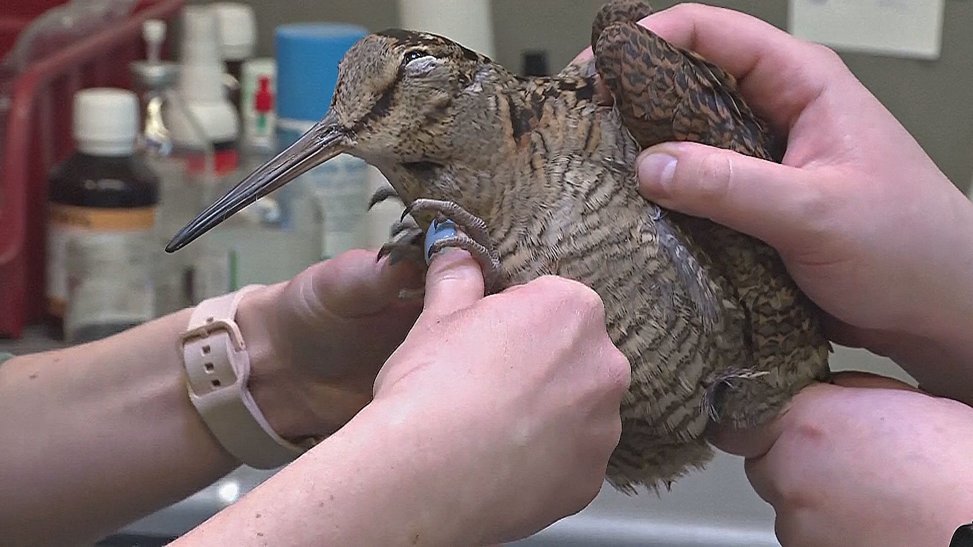 Как работает варшавский центр помощи диким птицам