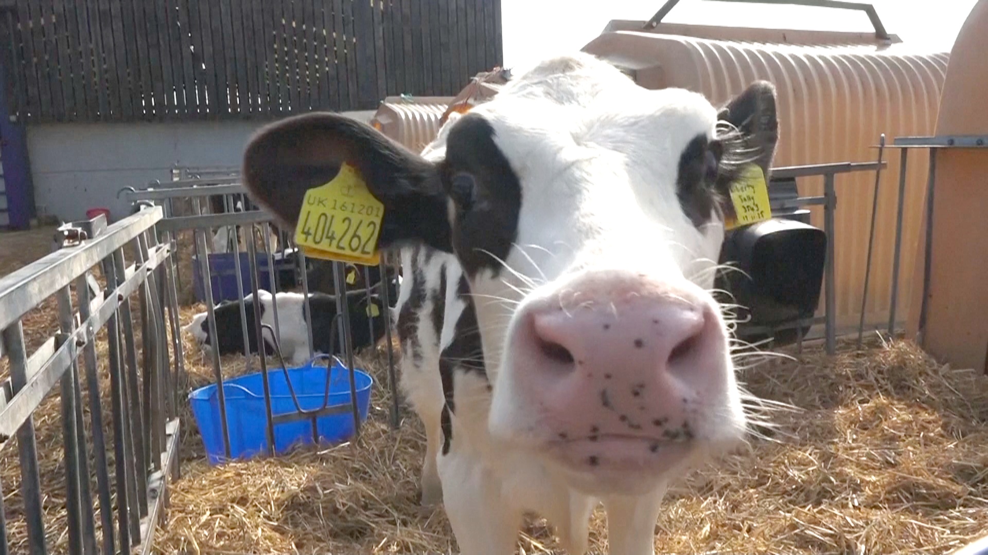 Падение цен на молоко ставит британских фермеров на грань разорения