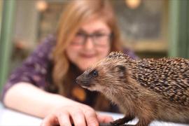 Поможет ли ежам способность слышать ультразвук избежать гибели на дорогах?