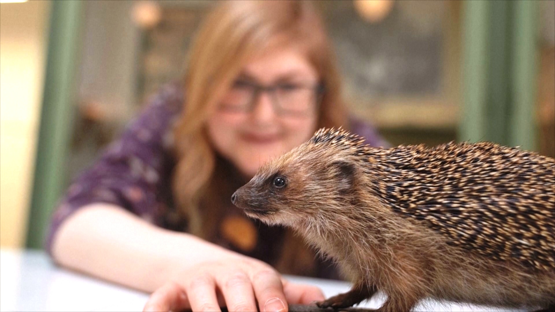 Поможет ли ежам способность слышать ультразвук избежать гибели на дорогах? Поможет ли ежам способность слышать ультразвук избежать гибели на дорогах?