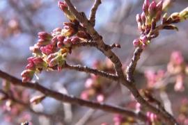 Япония подарила Вашингтону 250 новых сакур