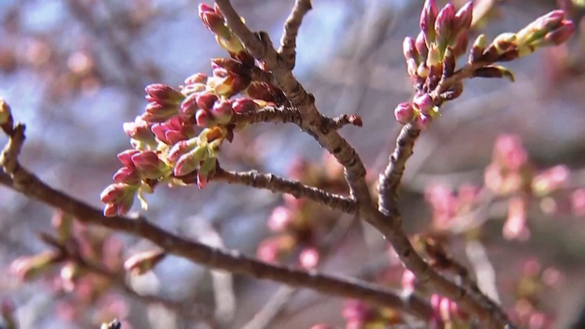 Япония подарила Вашингтону 250 новых сакур Япония подарила Вашингтону 250 новых сакур