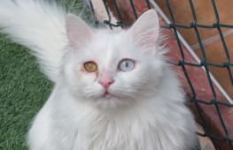 В Турции сохраняют редкую породу кошек с разными глазами