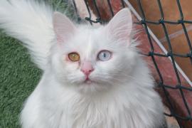 В Турции сохраняют редкую породу кошек с разными глазами