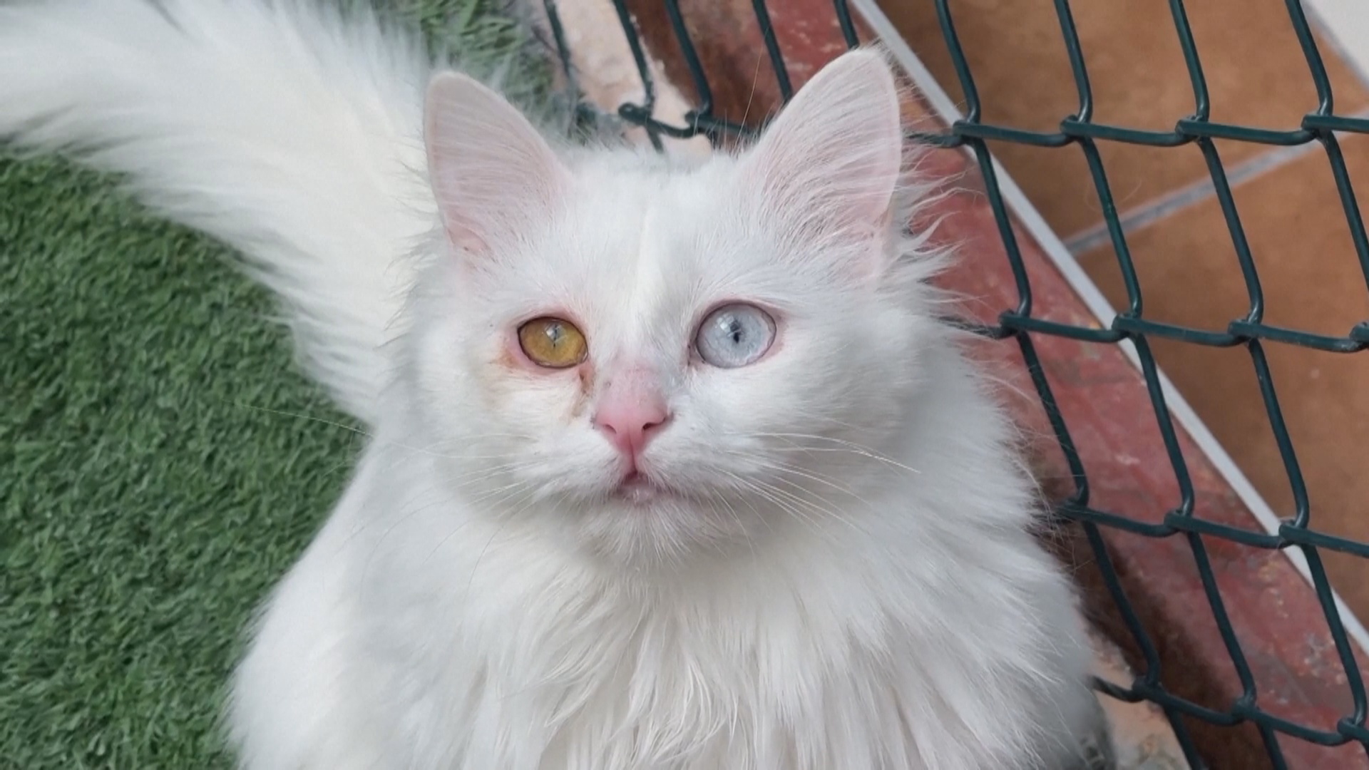 В Турции сохраняют редкую породу кошек с разными глазами