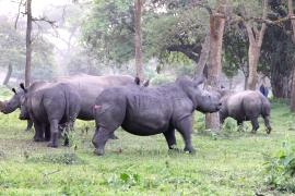 Впервые за 43 года в угандийском нацпарке Долина Кидепо появились носороги