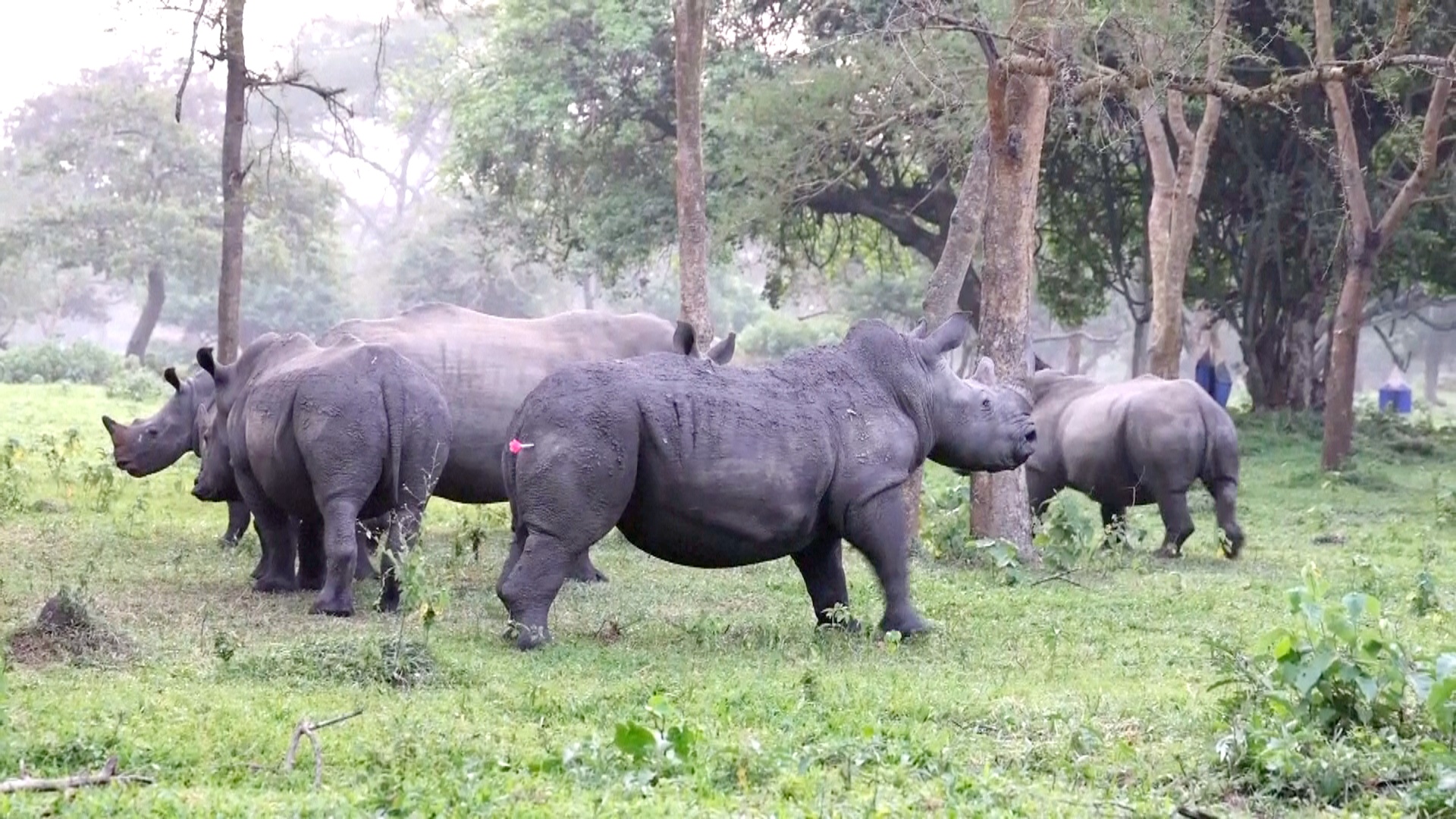 Впервые за 43 года в угандийском нацпарке Долина Кидепо появились носороги