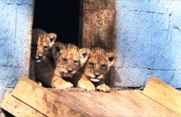 Беби-бум среди хищников: трое львят и тигрёнок подрастают в зоопарке в Болгарии