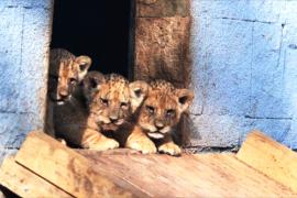 Беби-бум среди хищников: трое львят и тигрёнок подрастают в зоопарке в Болгарии