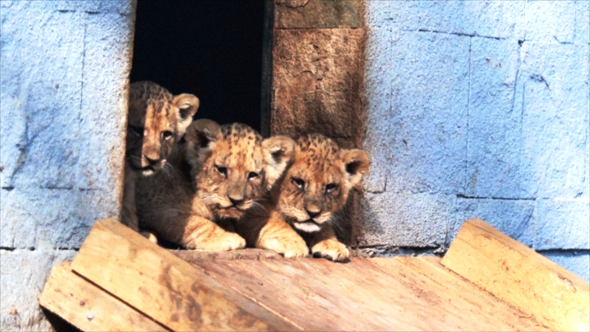 Беби-бум среди хищников: трое львят и тигрёнок подрастают в зоопарке в Болгарии