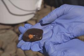 Волонтёры помогают спасать живородящих морских звёзд – эндемиков Австралии