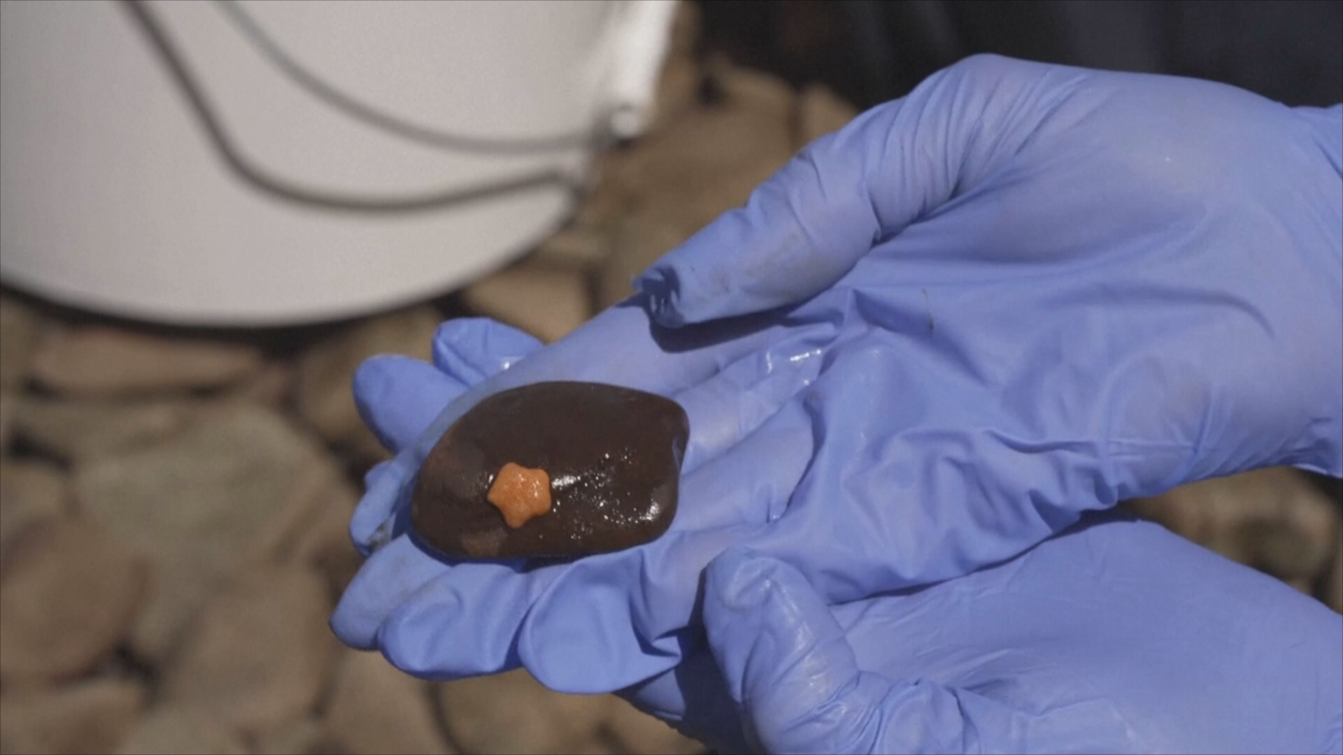 Волонтёры помогают спасать живородящих морских звёзд – эндемиков Австралии