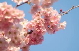 Днём и ночью можно полюбоваться цветущей вишней в королевском саду в Италии