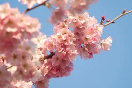 Днём и ночью можно полюбоваться цветущей вишней в королевском саду в Италии