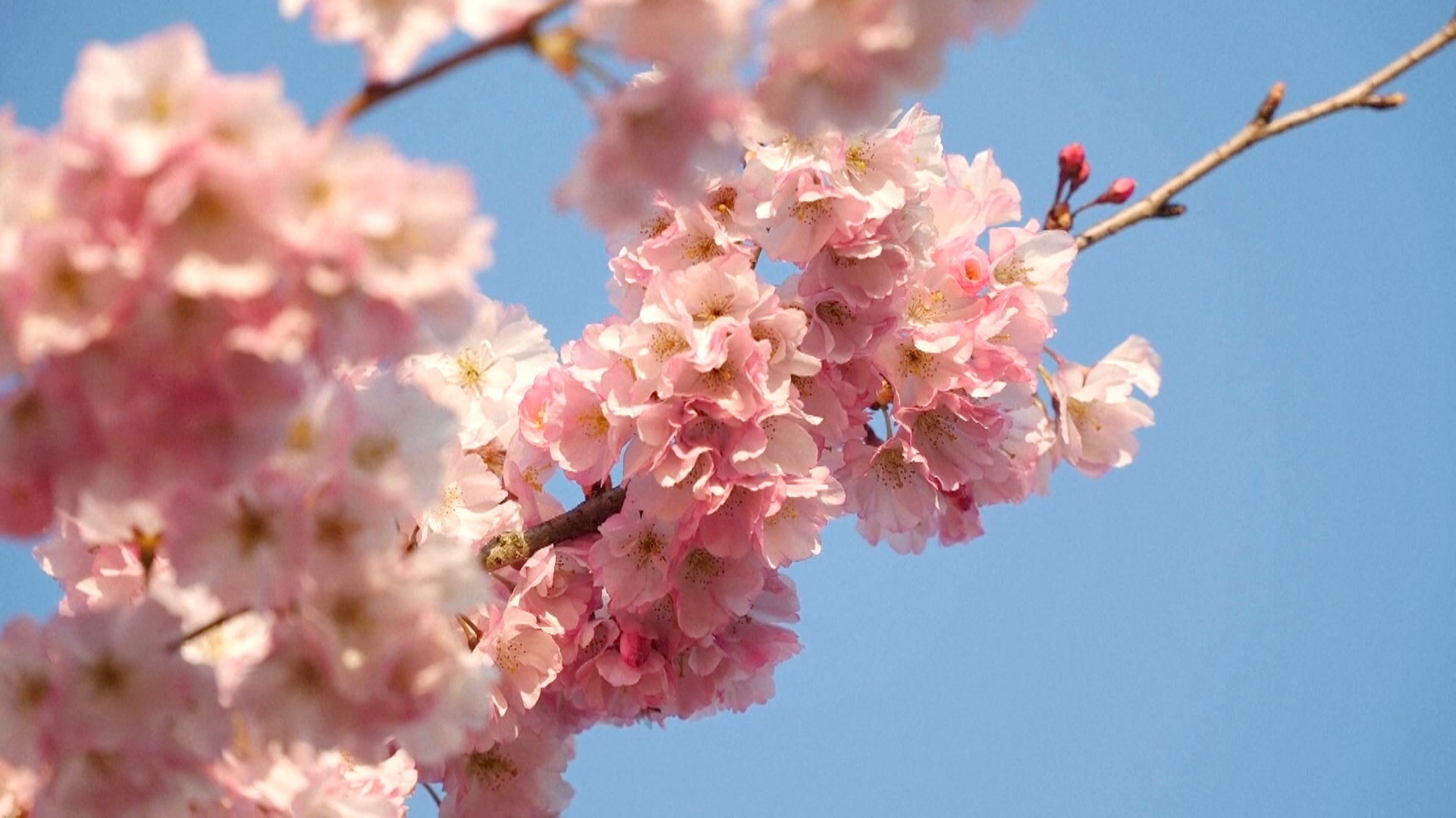 Днём и ночью можно полюбоваться цветущей вишней в королевском саду в Италии Днём и ночью можно полюбоваться цветущей вишней в королевском саду в Италии