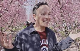 Розовое море цветущих персиков в Греции привлекло тысячи туристов