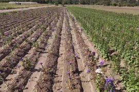 В Чили разворачивается борьба за один из самых ценных ресурсов – воду