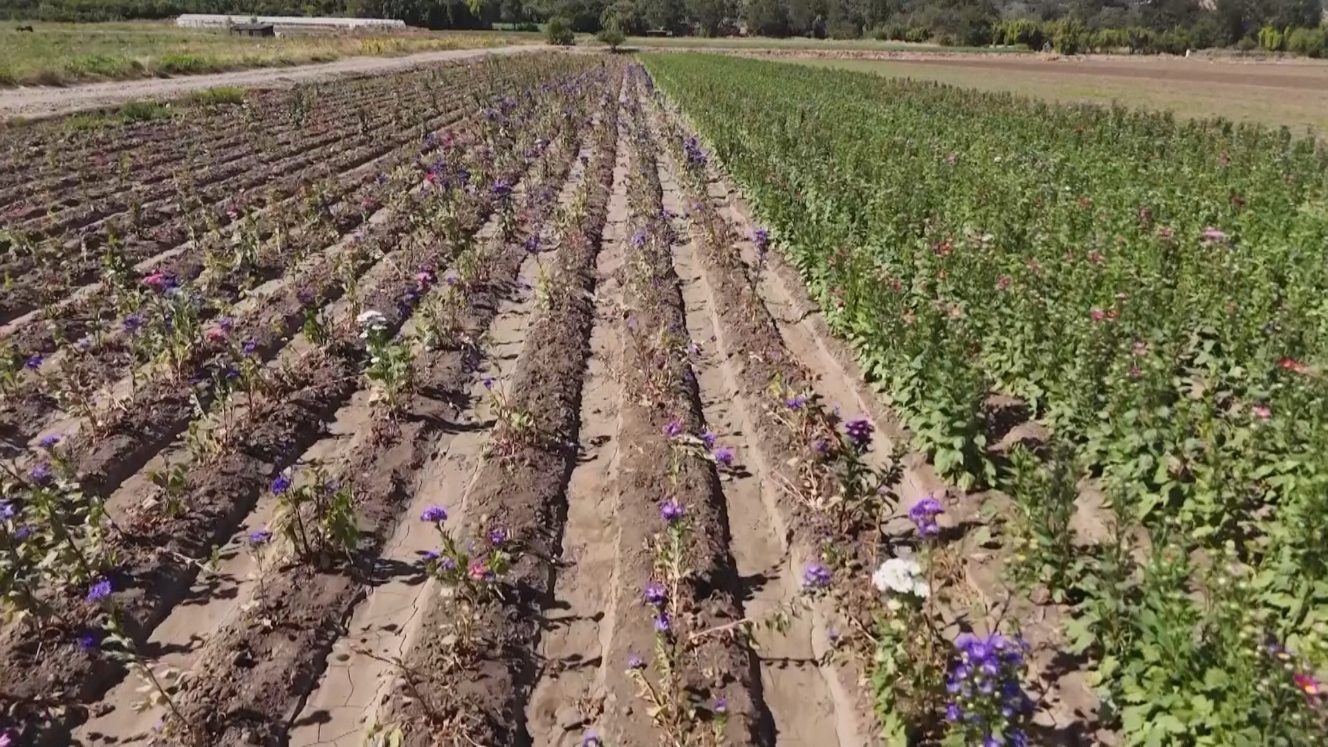 В Чили разворачивается борьба за один из самых ценных ресурсов – воду В Чили разворачивается борьба за один из самых ценных ресурсов – воду