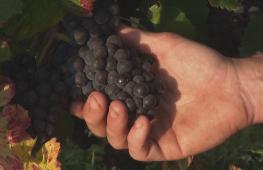 Современный виноград пино-нуар генетически идентичен своему средневековому предку