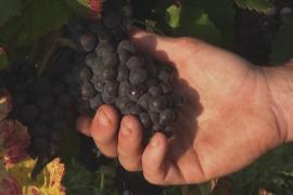 Современный виноград пино-нуар генетически идентичен своему средневековому предку