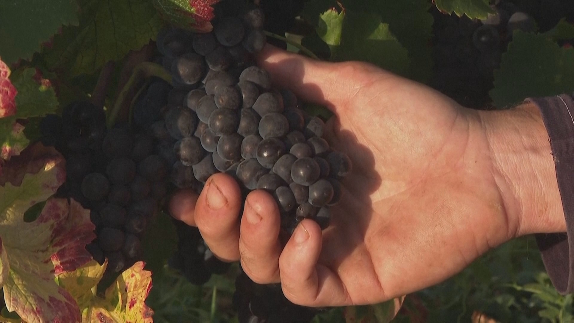 Современный виноград пино-нуар генетически идентичен своему средневековому предку