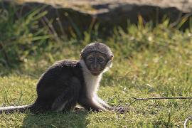 Редкая обезьяна родилась после уникальной операции в зоопарке Честера
