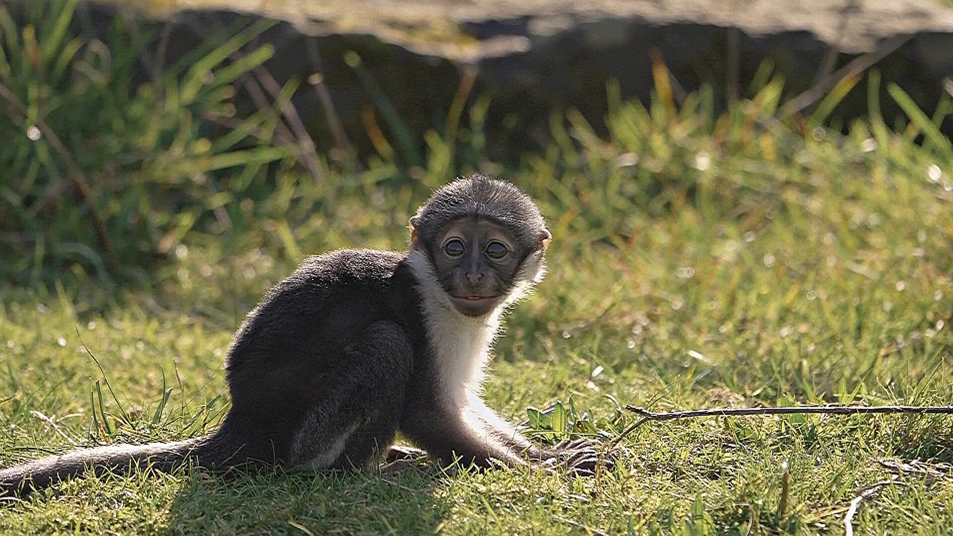 Редкая обезьяна родилась после уникальной операции в зоопарке Честера