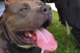 Учёные: одомашненные собаки появились на 5000 лет раньше, чем предполагалось