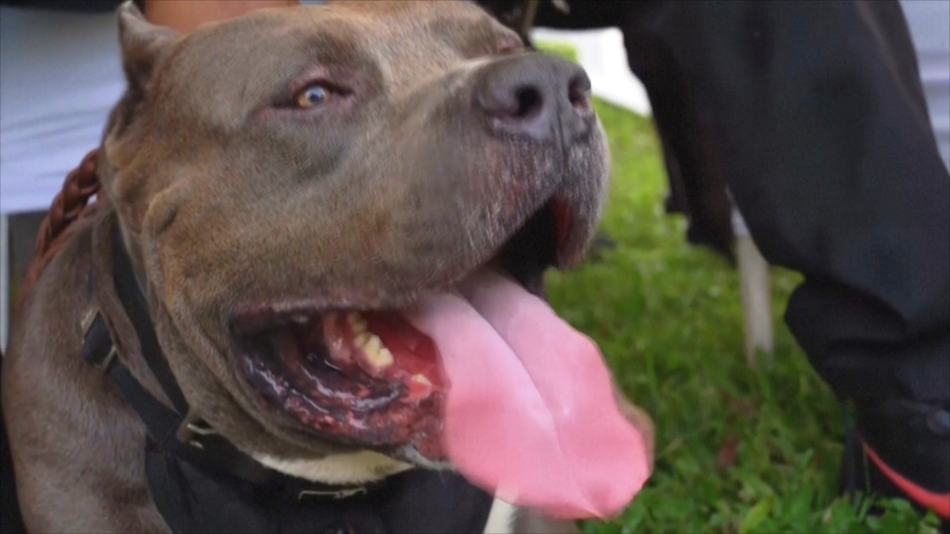 Учёные: одомашненные собаки появились на 5000 лет раньше, чем предполагалось