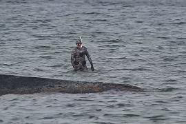 В Германии пытаются спасти горбатого кита, застрявшего на балтийском побережье
