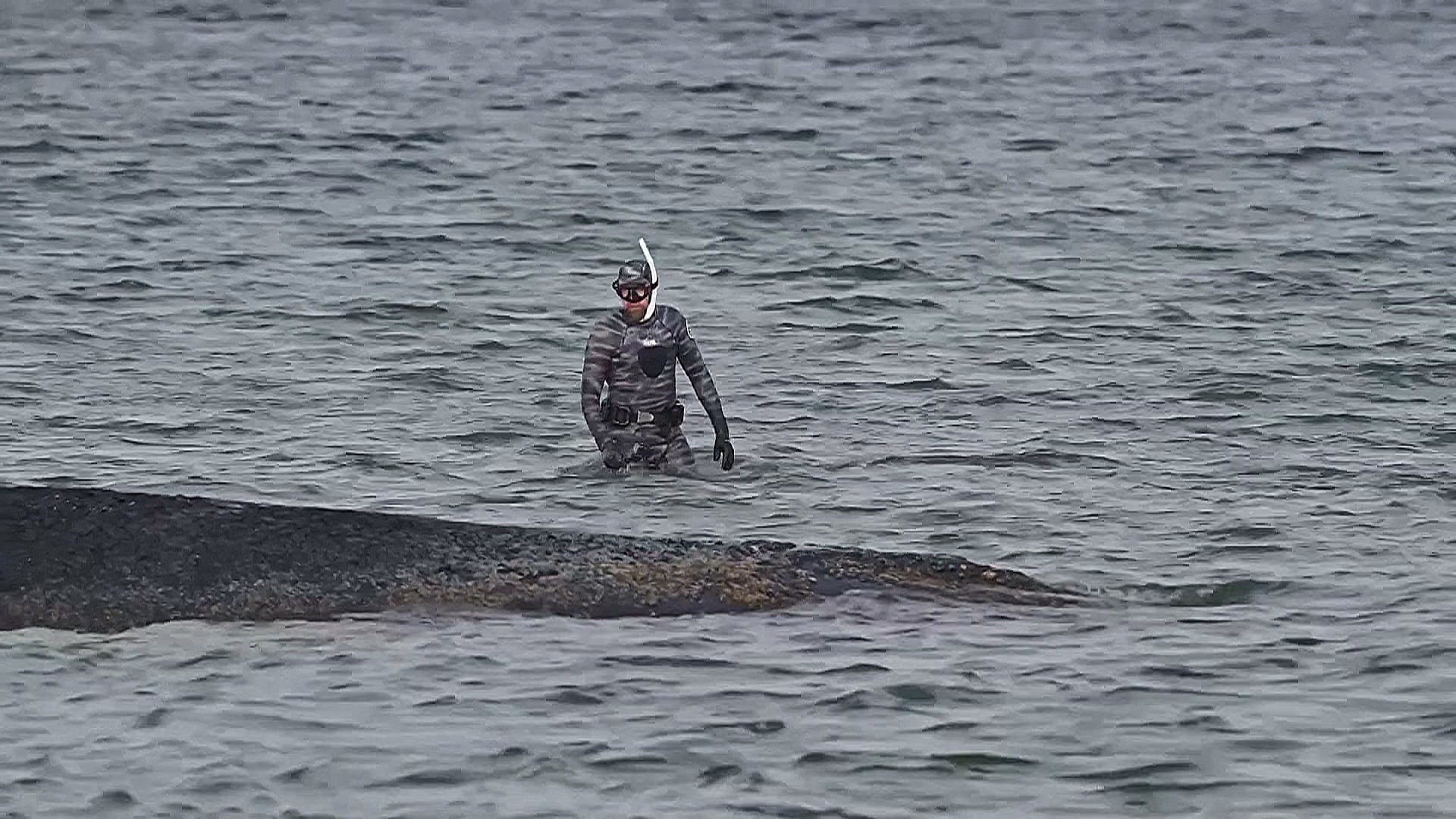 В Германии пытаются спасти горбатого кита, застрявшего на балтийском побережье В Германии пытаются спасти горбатого кита, застрявшего на балтийском побережье