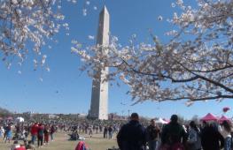 Десятки воздушных змеев взлетели в Вашингтоне в честь цветения сакуры