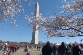 Десятки воздушных змеев взлетели в Вашингтоне в честь цветения сакуры