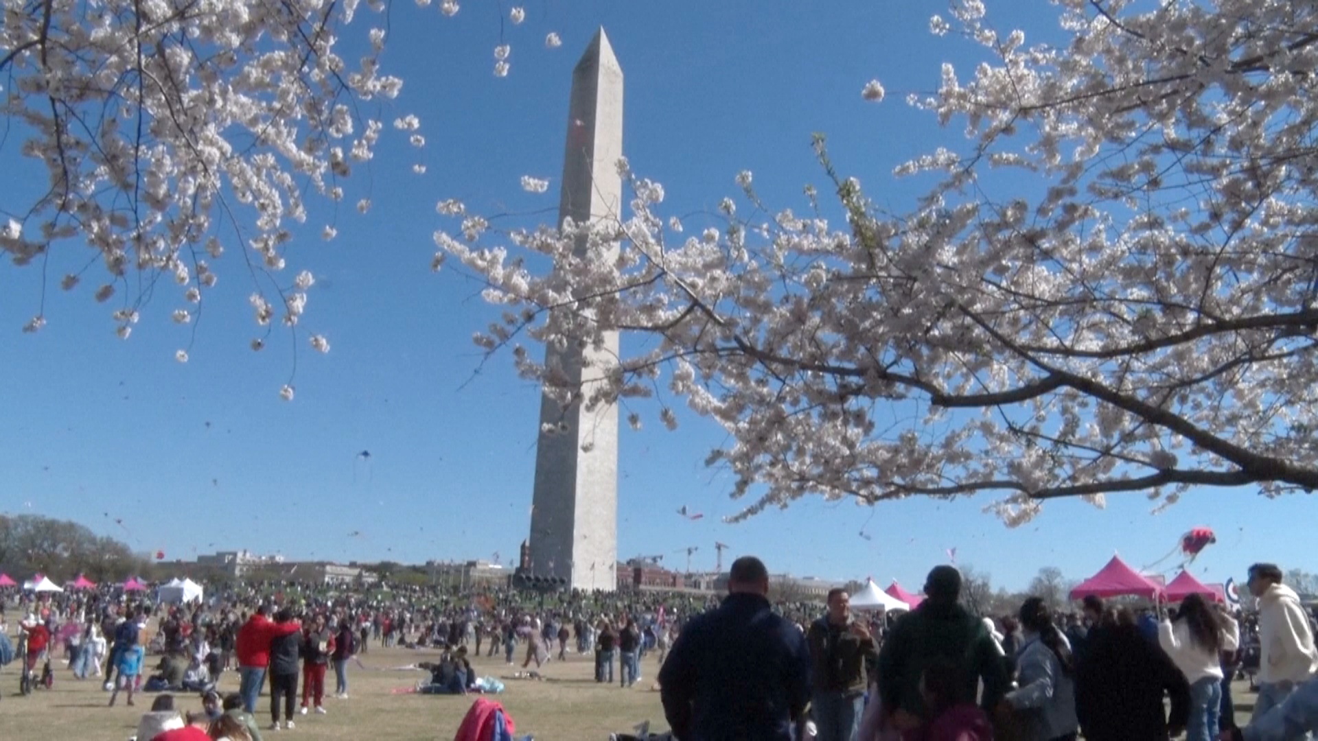 Десятки воздушных змеев взлетели в Вашингтоне в честь цветения сакуры