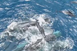 Учёные впервые подробно сняли рождение кашалота в дикой природе