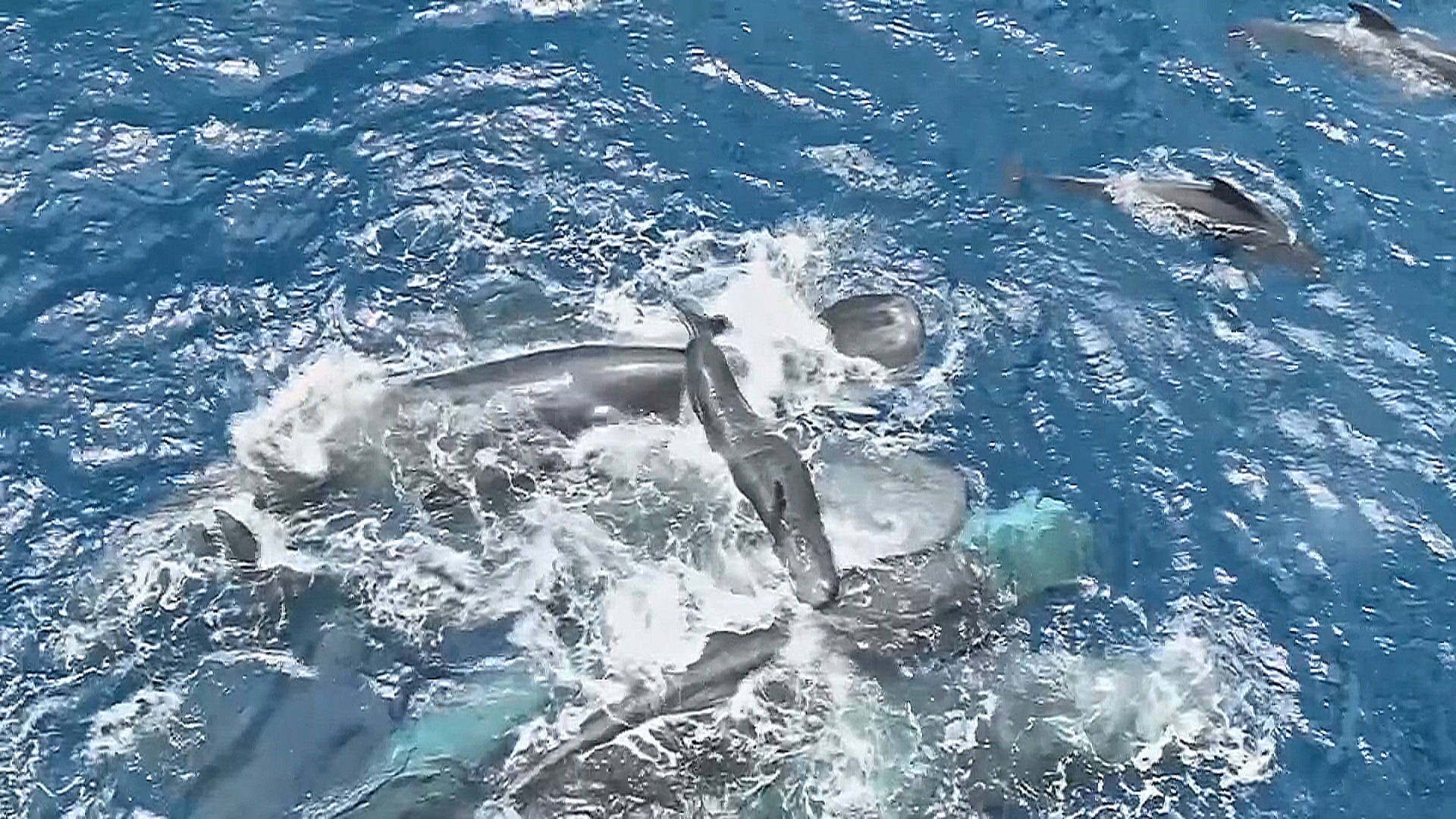 Учёные впервые подробно сняли рождение кашалота в дикой природе