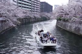 Ханами на воде: в Токио любуются сакурой во время речной прогулки