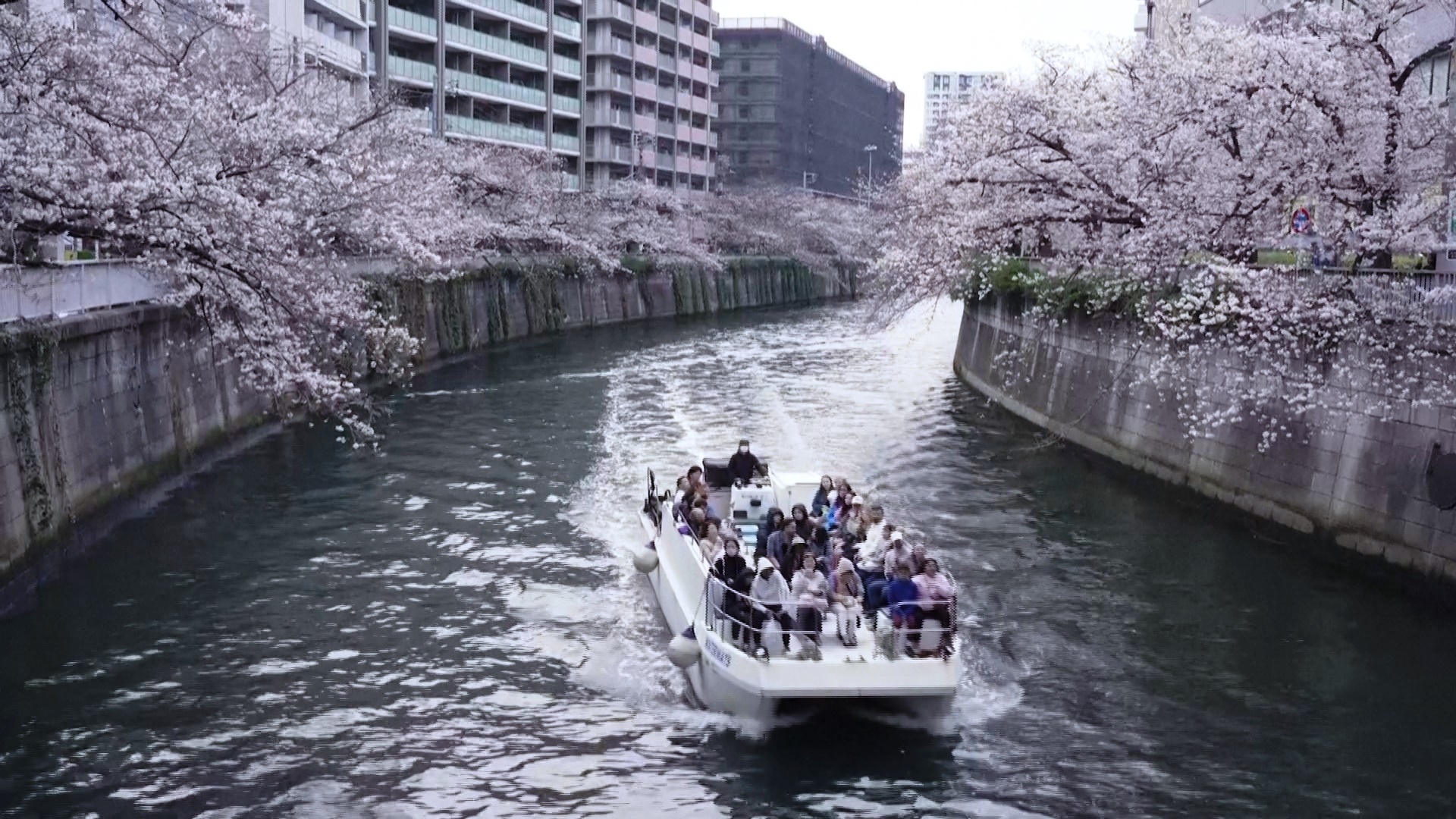 Ханами на воде: в Токио любуются сакурой во время речной прогулки
