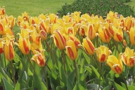 140 000 тюльпанов увидят гости фестиваля в в городке Морж в Швейцарии