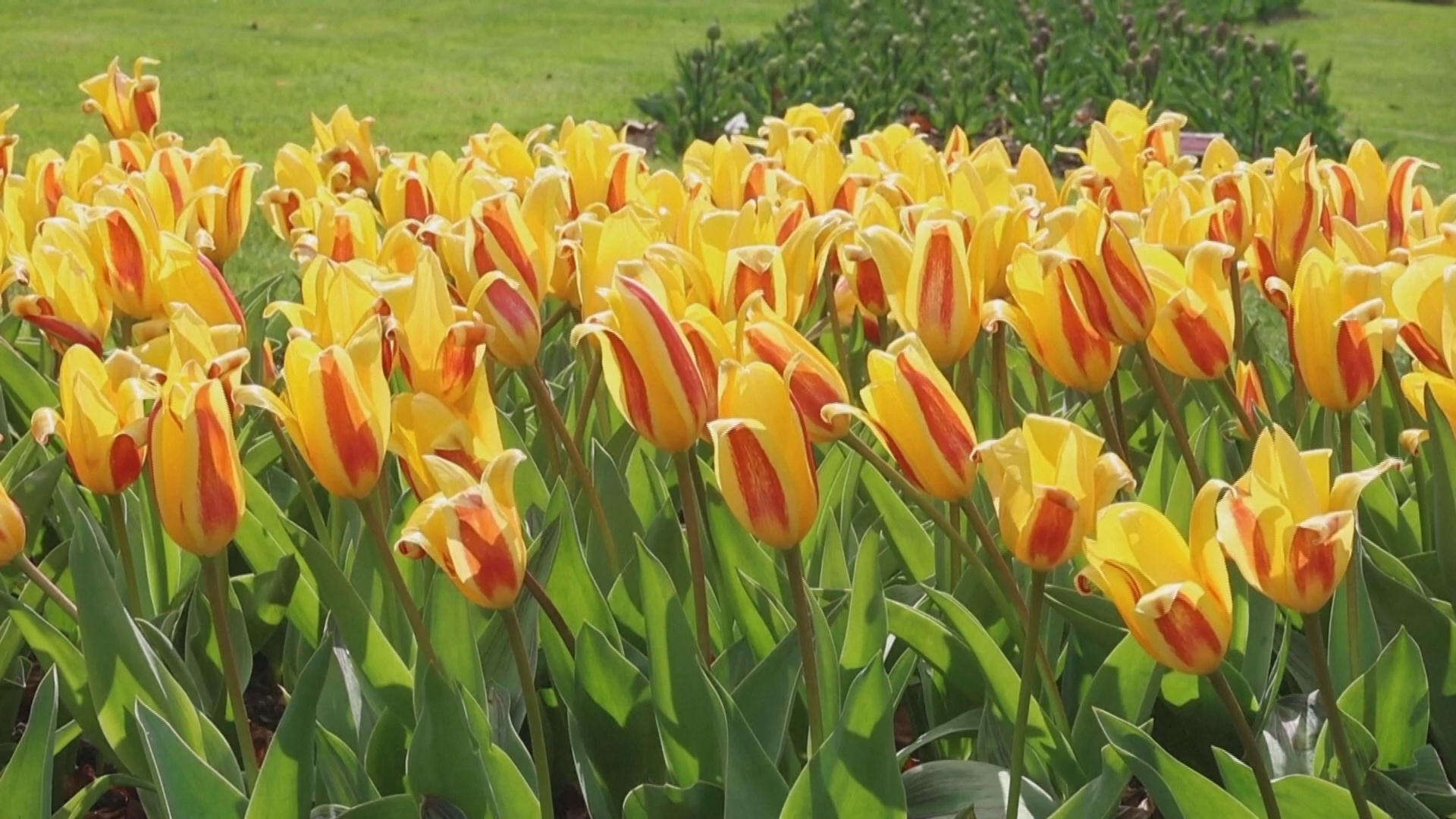 140 000 тюльпанов увидят гости фестиваля в в городке Морж в Швейцарии