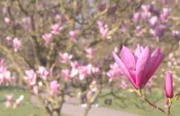 Цветы и музыка: в лондонских Садах Кью приветствуют весну