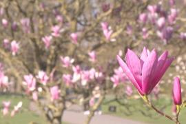 Цветы и музыка: в лондонских Садах Кью приветствуют весну