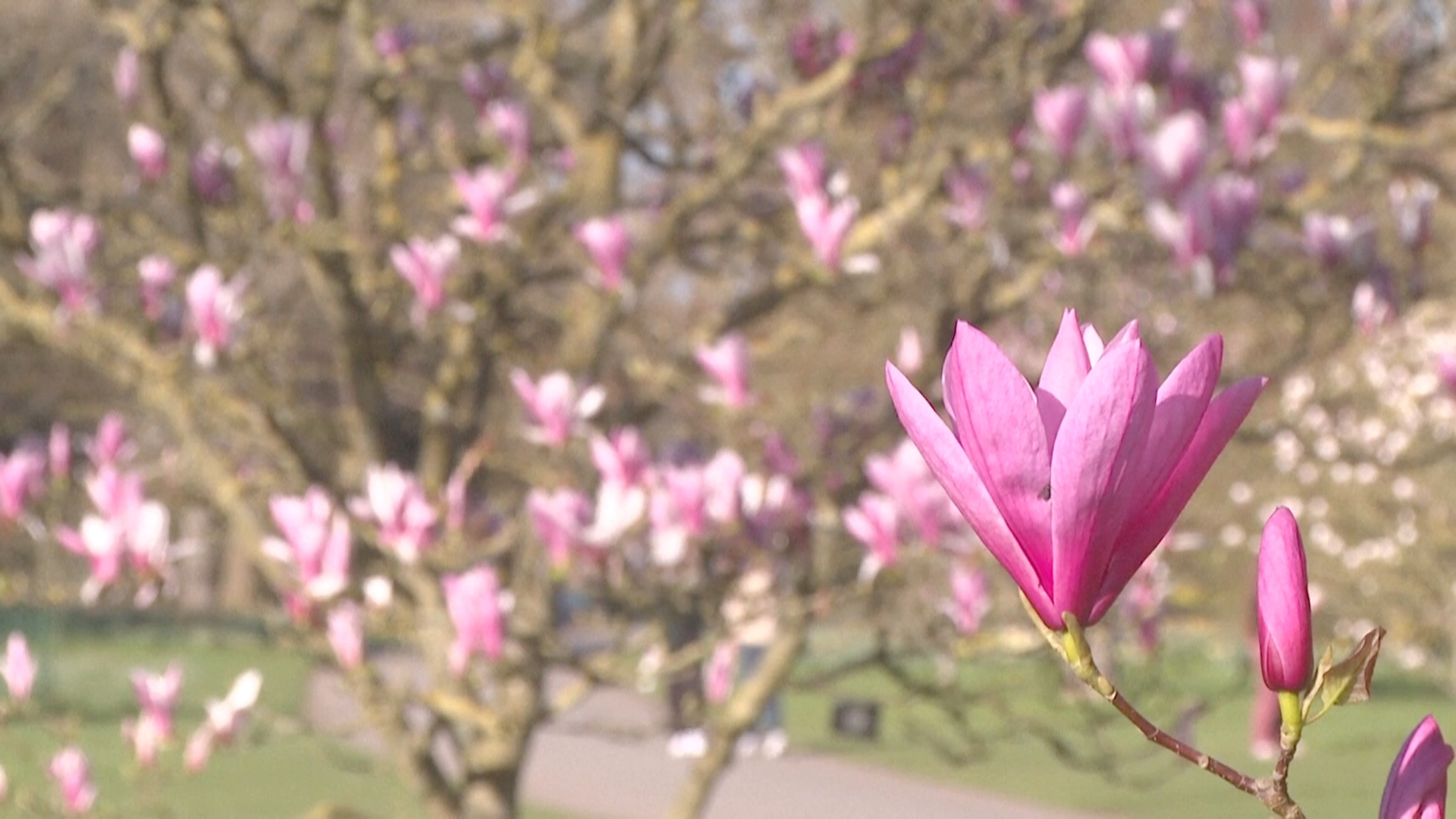 Цветы и музыка: в лондонских Садах Кью приветствуют весну Цветы и музыка: в лондонских Садах Кью приветствуют весну