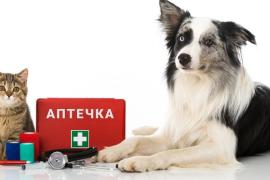 Аптечка для четырехлапого: базовый набор препаратов для защиты и здоровья питомца