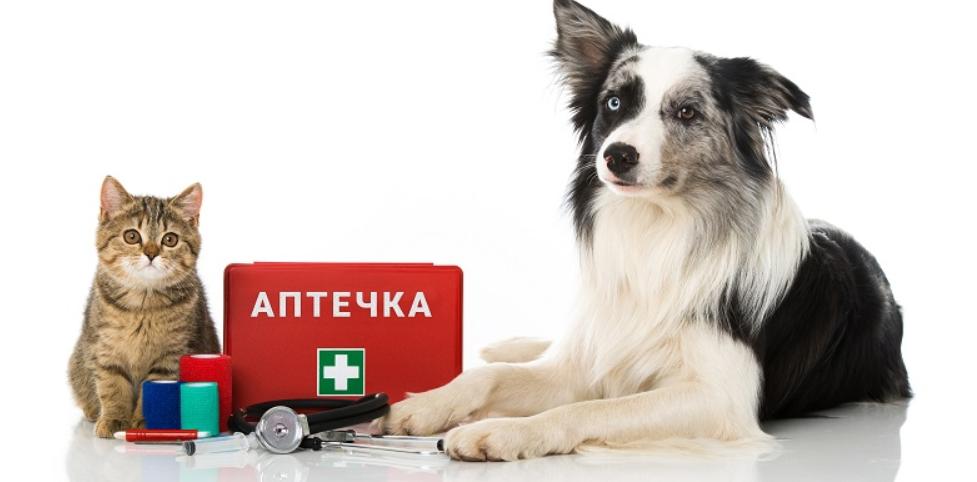 Аптечка для четырехлапого: базовый набор препаратов для защиты и здоровья питомца