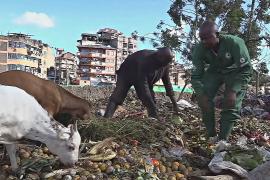 Как пищевые отходы в Кении превращают в ценные продукты