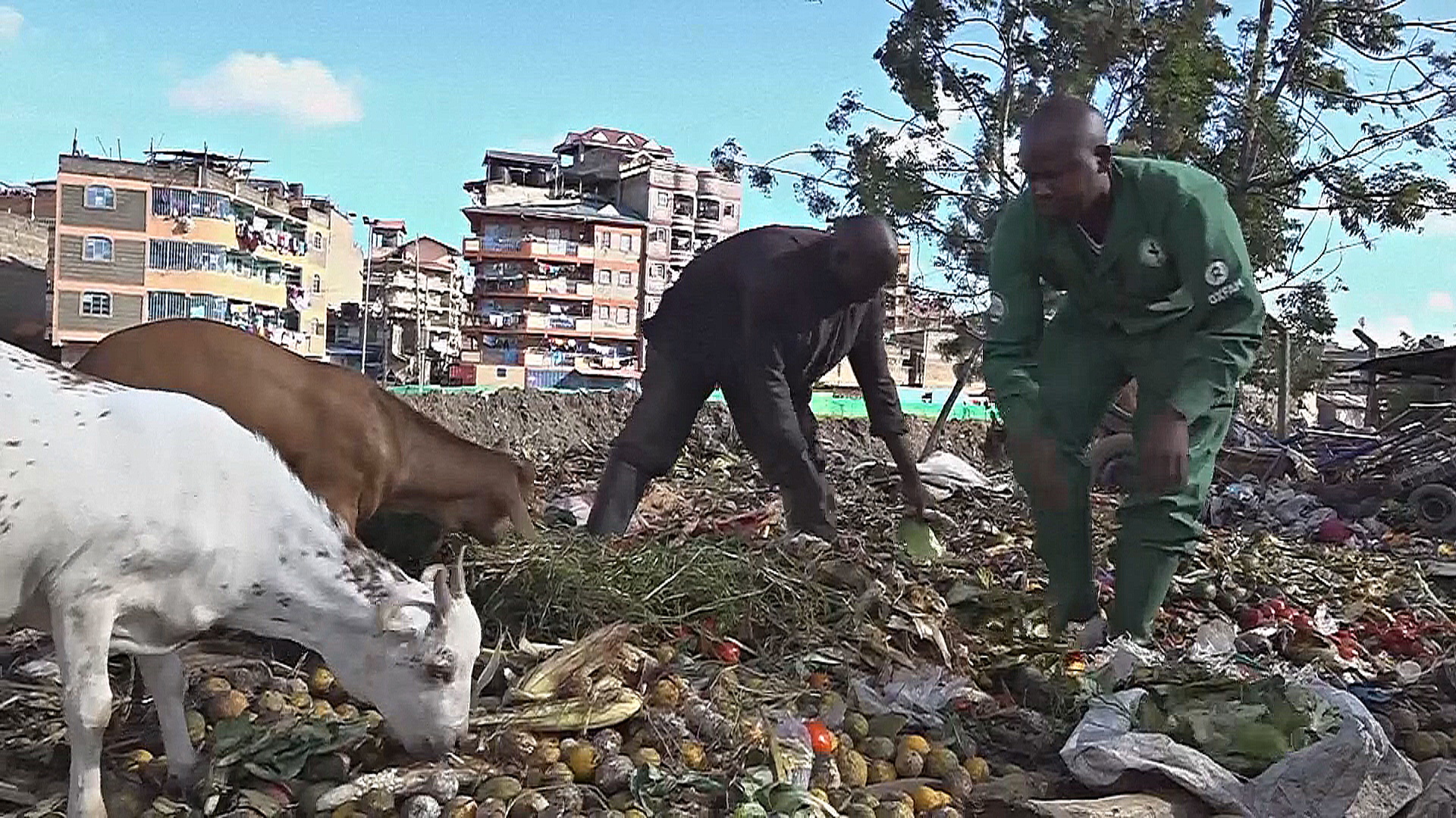 Как пищевые отходы в Кении превращают в ценные продукты
